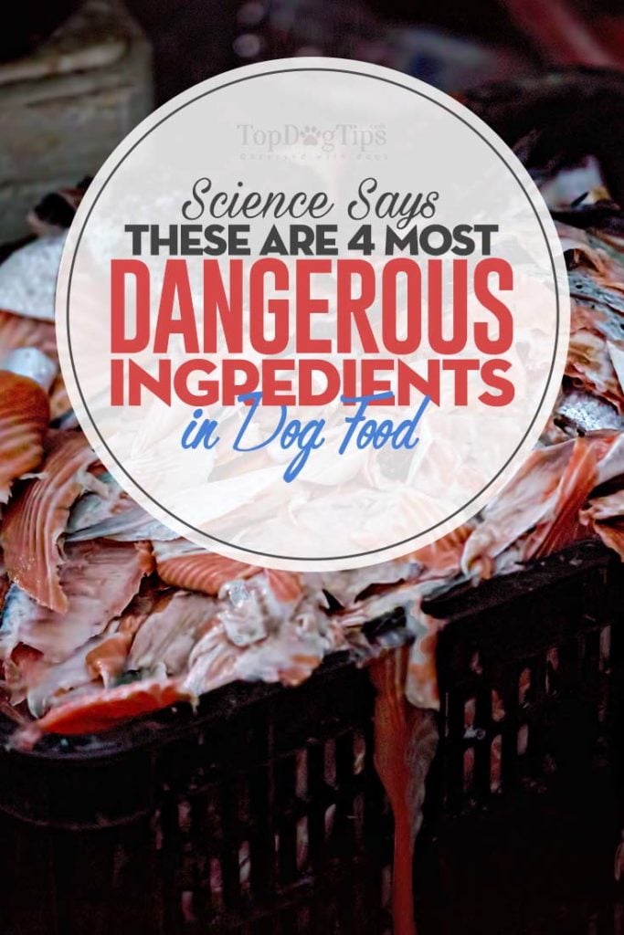 Most Dangerous Ingredients in Dog Foods (Backed by Science)