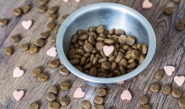 Prebiotics for Dogs - 6 Things You Must Know