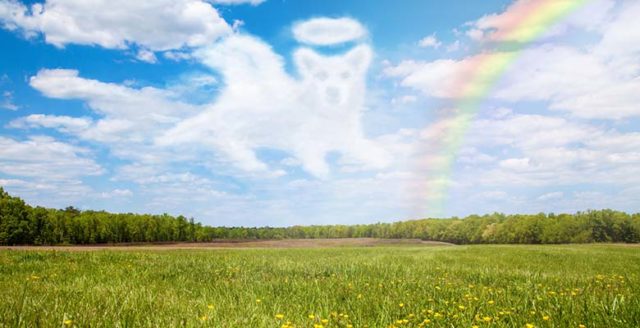 The Rainbow Bridge - What to Do When Your Dog Dies