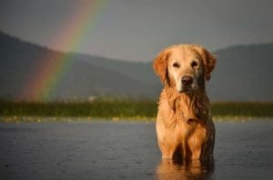 The Rainbow Bridge and Dealing with Pet Loss