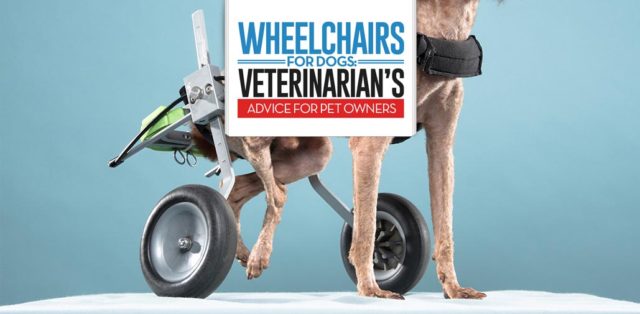 The Vet's Guide on Wheelchairs for Dogs - 9 Things You Must Know