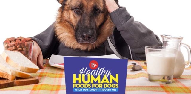 Top Best Human Foods for Dogs