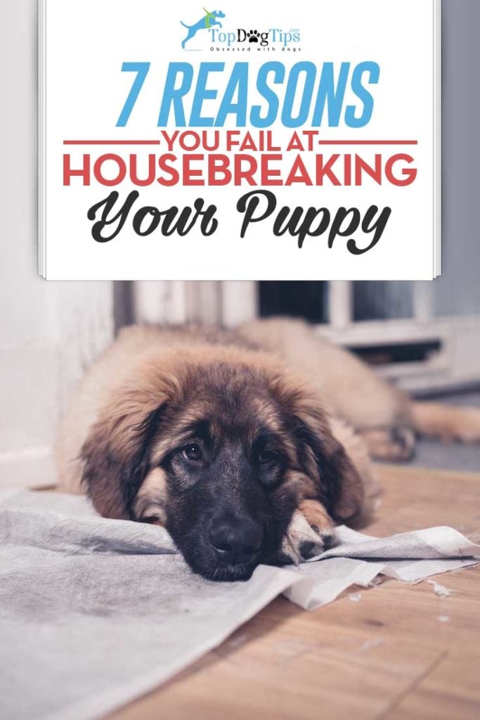 Top Reasons You Fail At Housebreaking a Puppy (and how to fix them)