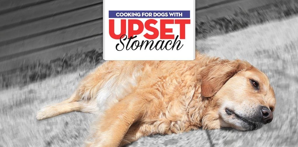 What to Feed a Dog With an Upset Stomach