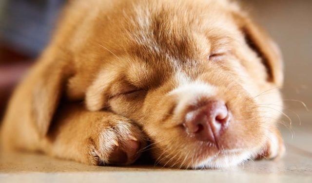 Why Do Dogs Sleep So Much & How Many Hours a Day Do Dogs Sleep