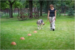 Wolf olfactory capacity study task