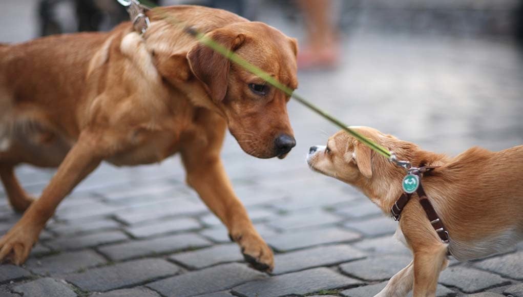 10 Tips for Introducing a New Dog to Resident Pets