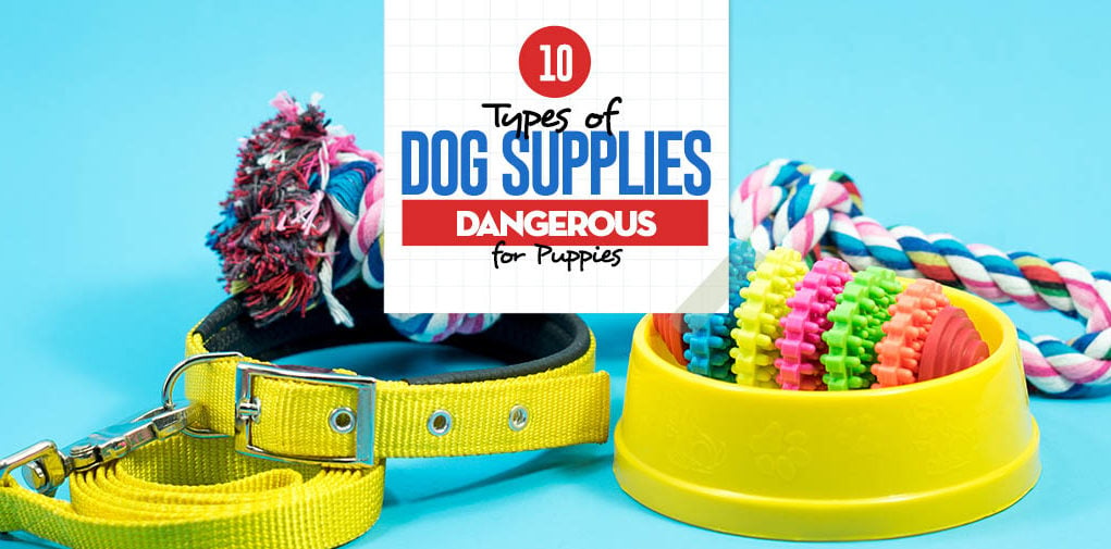 10 Types of Dog Supplies Potentially Dangerous for Puppies