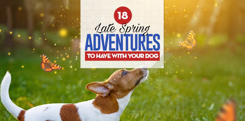 18 Late Spring Adventures to Have With Your Dog