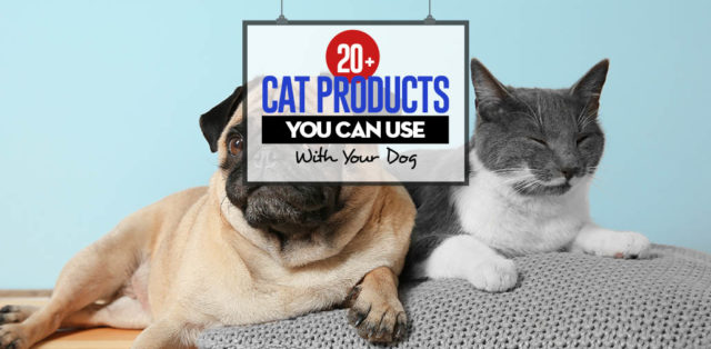 22 Cat Products That You Can Safely Use with Dogs