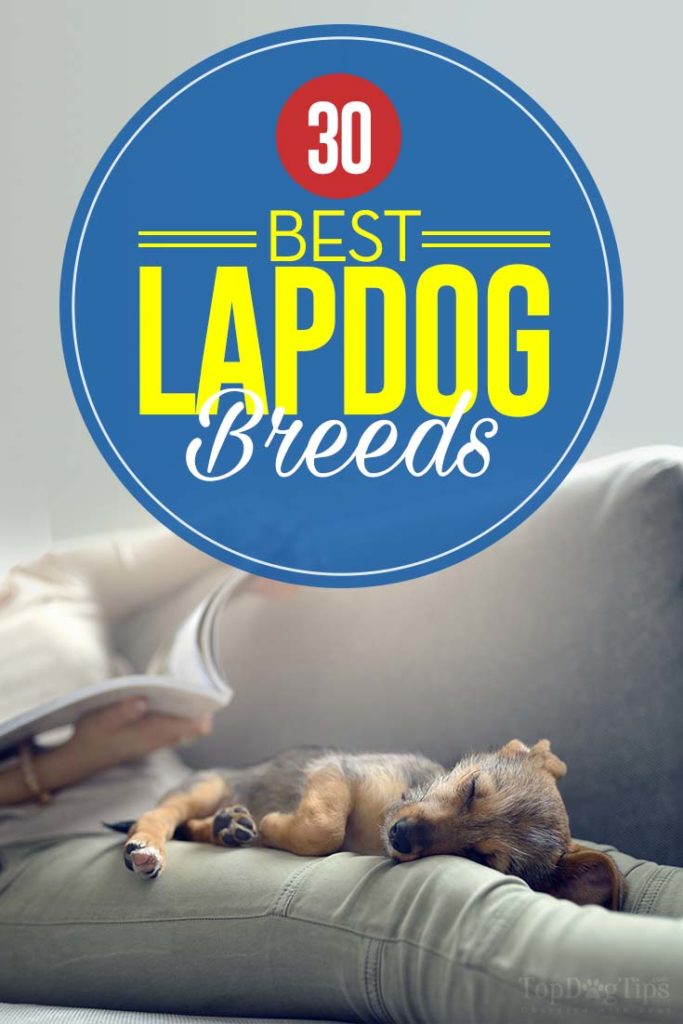 30 Best Lap Dog Breeds