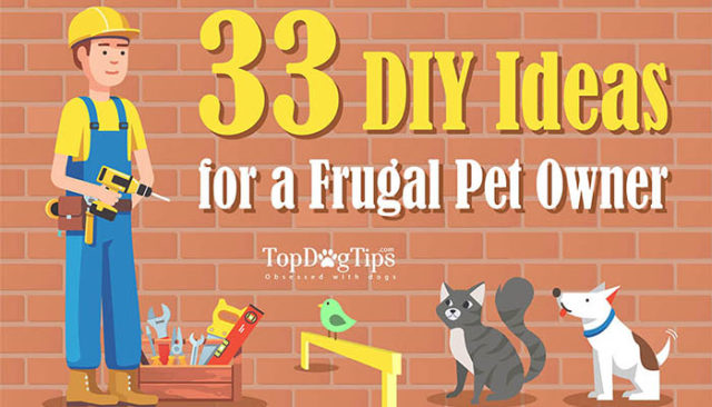 33 DIY Ideas for a Frugal Pet Owner