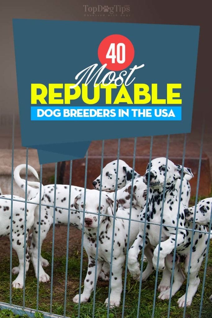 40 of the Most Reputable Dog Breeds in USA (2020)