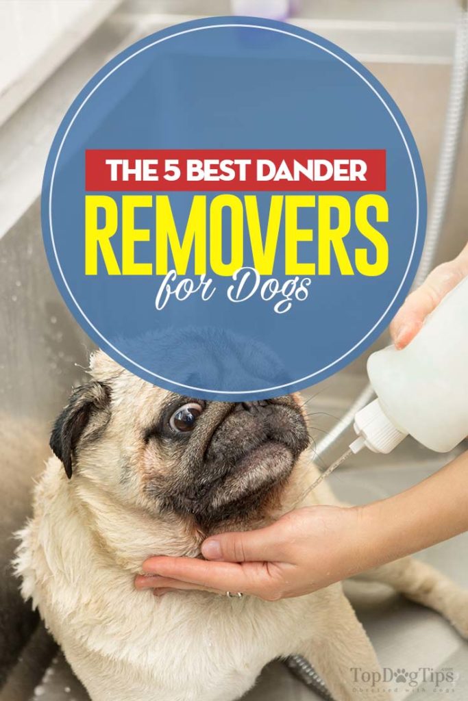 5 Top Rated Dog Dander Treatments