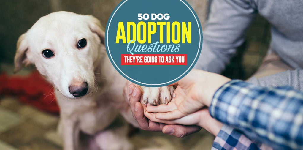 50 Dog Adoption Questions They’re Going to Ask You