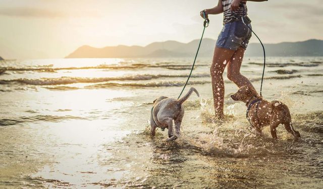 7 Ways to Turn Daily Activities Into Exercise for Your Dog featured image