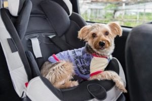 A dog in a child car safety seat