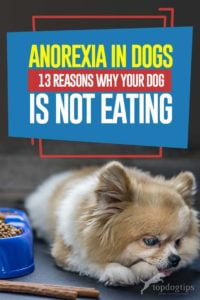 Anorexia in Dogs - 13 Reasons Why Your Dog Is Not Eating