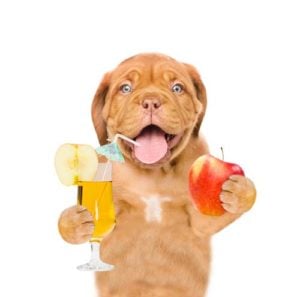 Apple cider for dogs