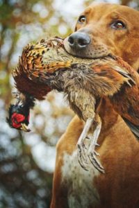 Austrian hunting dogs are statistically more likely to contract tularemia