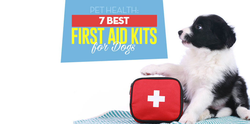 Best Dog First Aid Kit Options