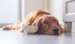 Best Dog Food for Gastrointestinal Problems