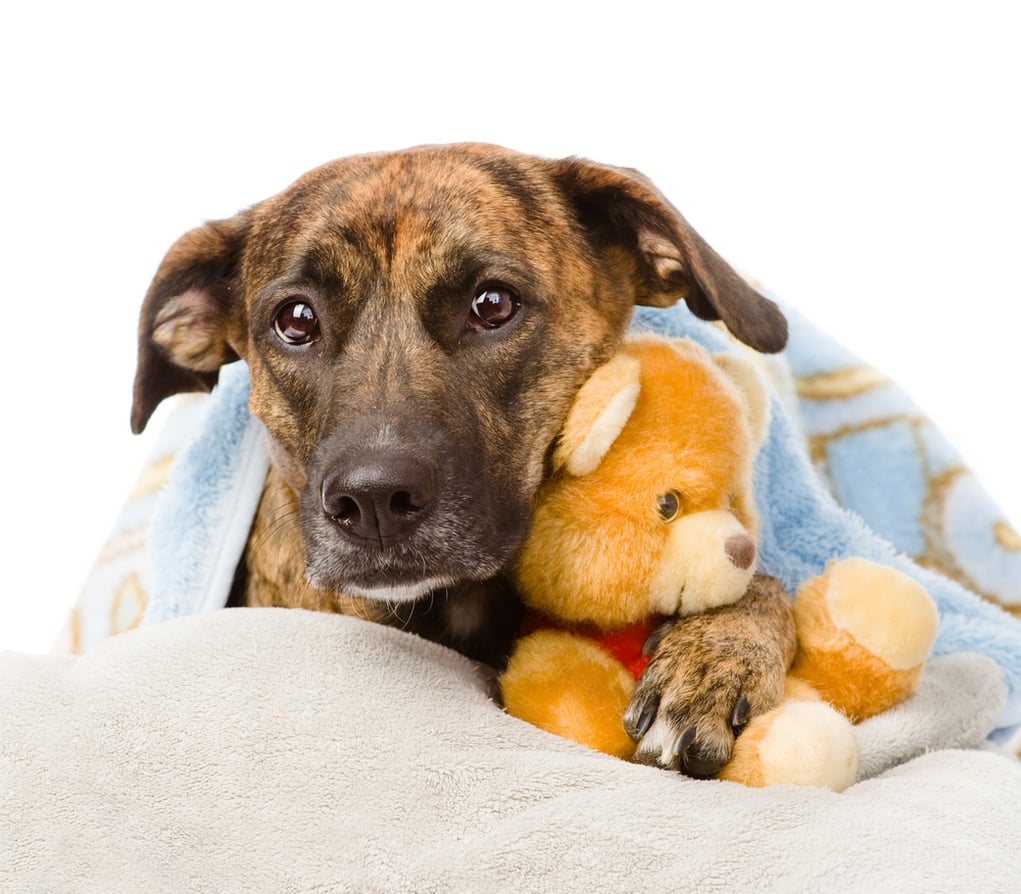 Best Dog Toys for Separation Anxiety