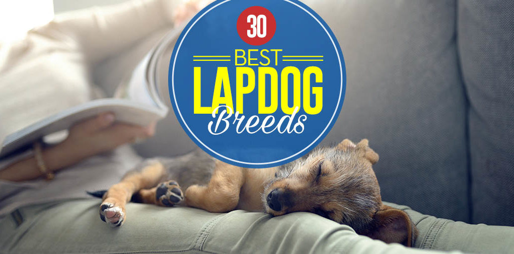 Best Lap Dogs for Cuddly Pet Owners