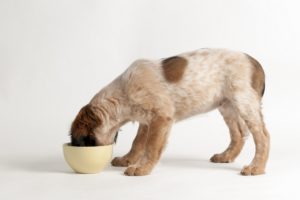 Best Large Breed Puppy Foods