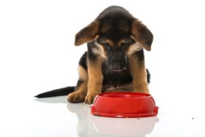 Best Large Breed Puppy Foods