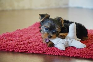 Best Toys for Small Dogs