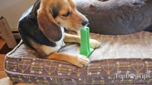 Brite Bite Brushing Stick for Dogs