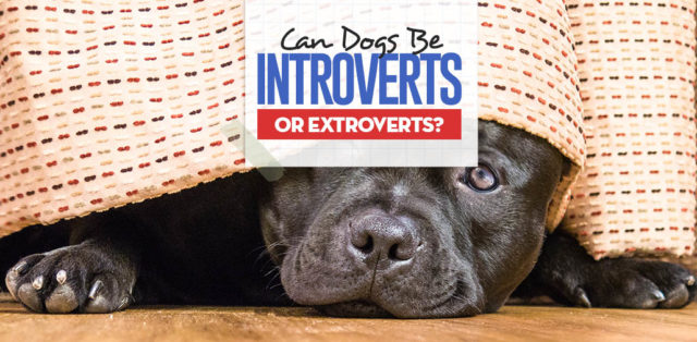 Can Our Dogs Be Introverts or Extroverts