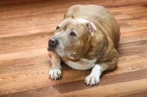 Diabetes in Senior Dogs