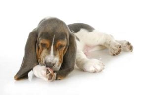 Dog allergy symptoms