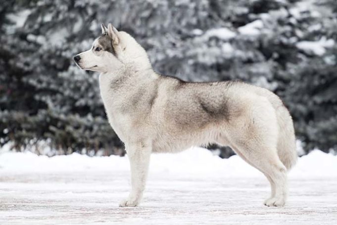 Dog and Wolf Cross-Breeding Has Forever Changed Gene Pool of Wolves