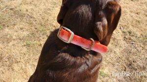 Dublin Dog No Stink Dog Collar