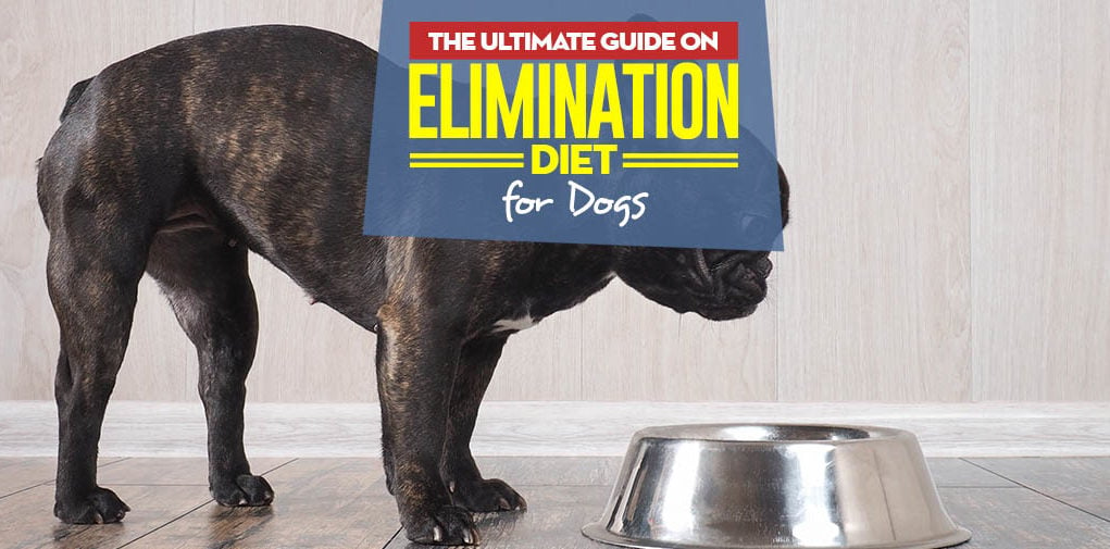 Elimination Diet Trial - The Ultimate Science-based Guide