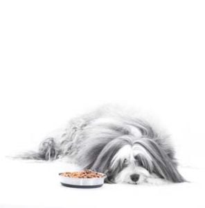 Finding best tasting dog food for picky eaters