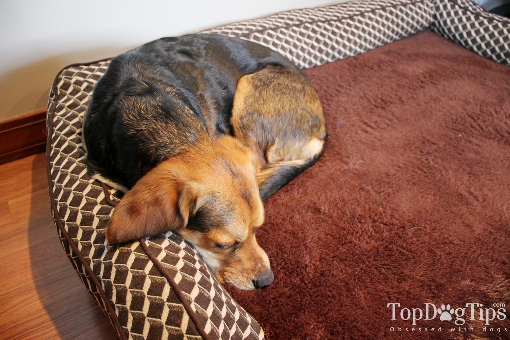 FurHaven Memory Top Couch Bed for Dogs