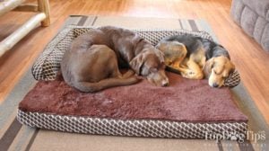 How to pick the right tough bed for dogs