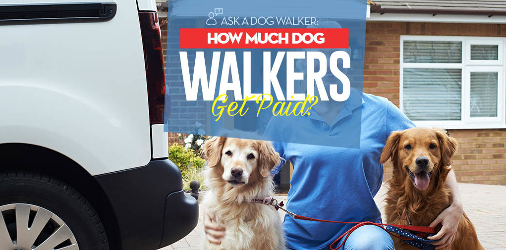 Guide on How Much Do Dog Walkers Get Paid