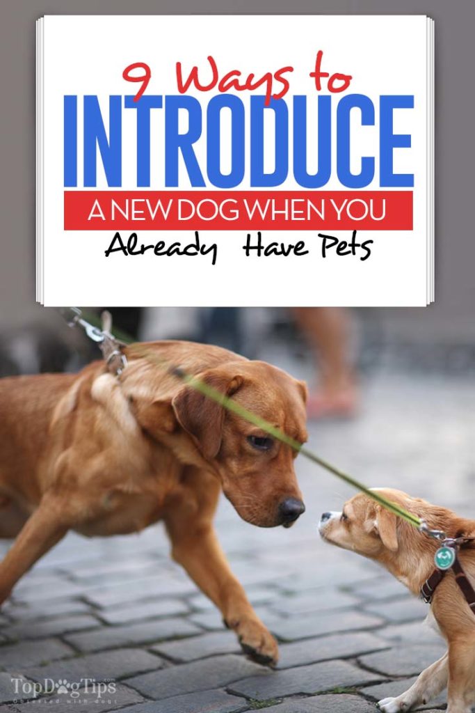 How to Introduce a New Dog to Existing Pets