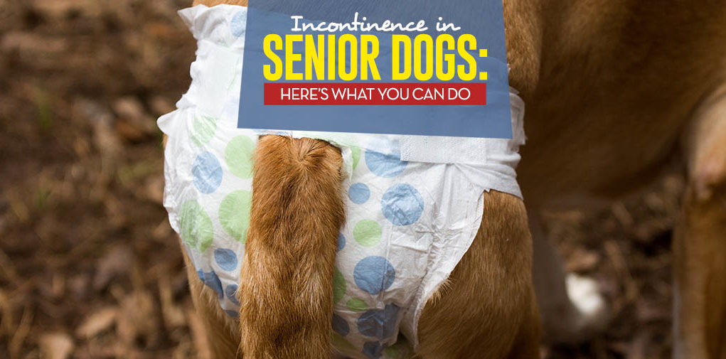 Incontinence in Senior Dogs Guide