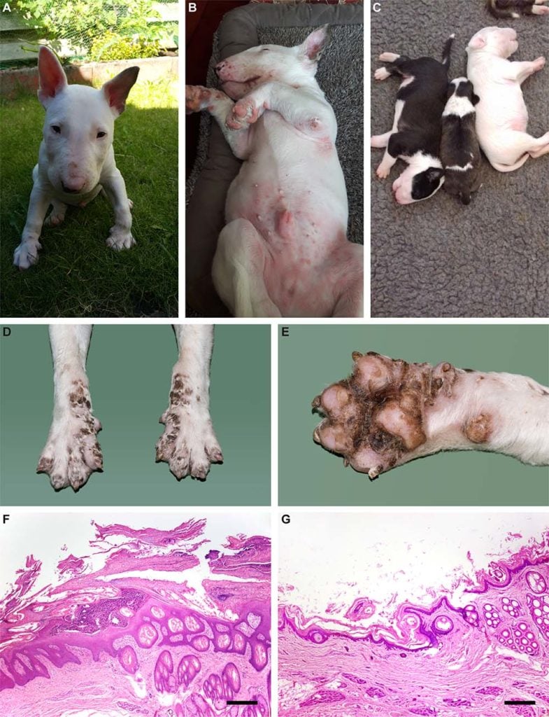 LAD lethal acrodermatitis affected Bull Terrier puppies