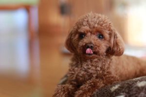 Miniature Poodle