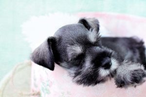 Miniature Schnauzer lap