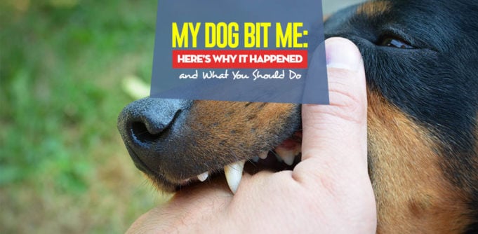 My Dog Bit Me - The Reasons Why and What You Should Do