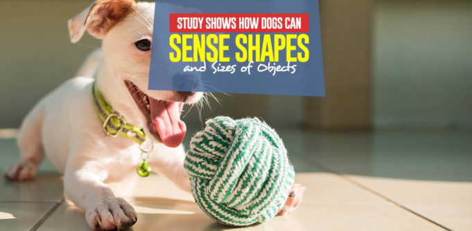 New Study Shows How Dogs Can Sense Shapes and Sizes of Objects