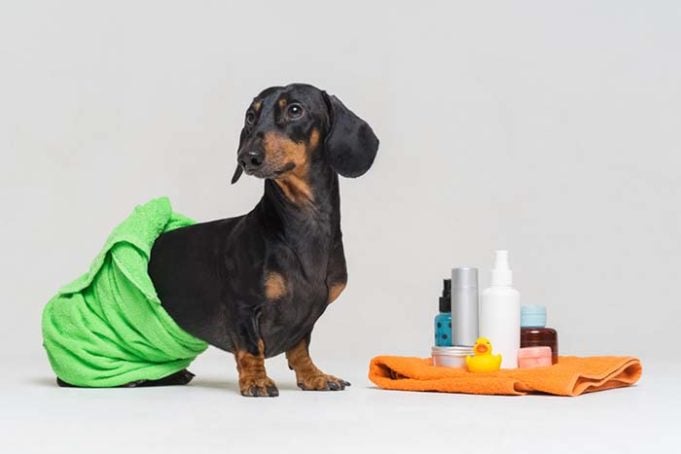 New Study - These Very Common Toxins Are Killing Our Indoor Dogs